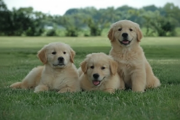 Sievers Retrievers